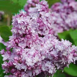 Lilas commun mauve